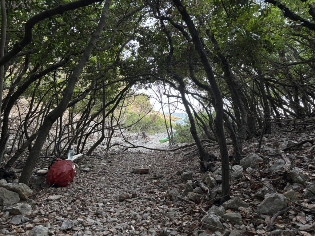 In a low forest, looking out toward the sea
